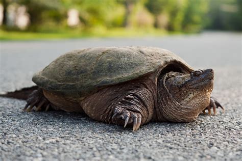 What food do snapping turtles eat. Things To Know About What food do snapping turtles eat. 